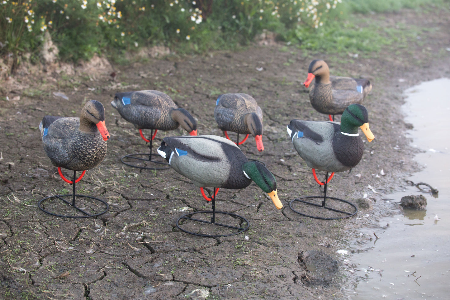 Game On Full Body Mallard Field Decoys 4xH 2xD