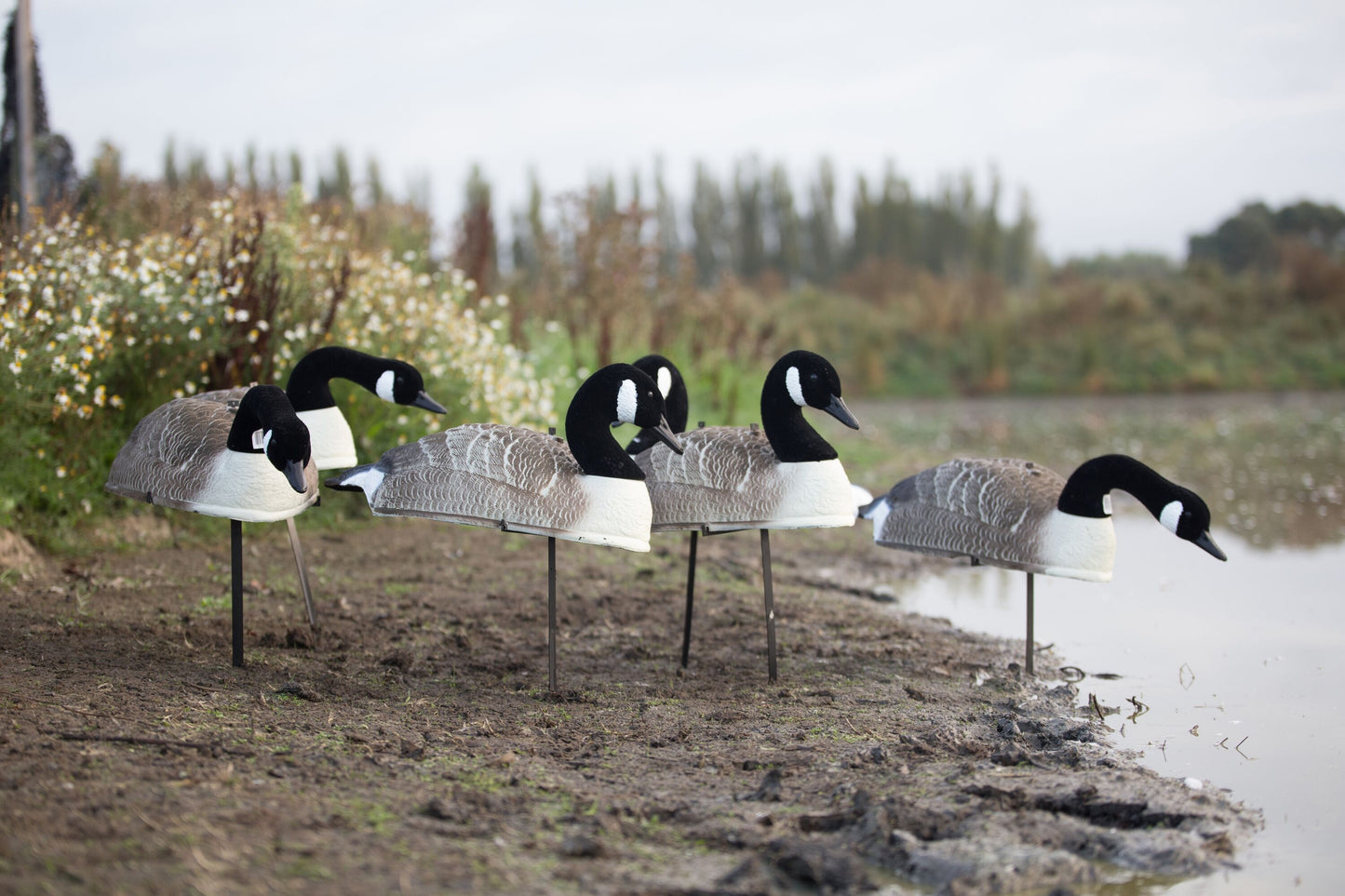 Game On Goose Decoy Shells Flocked Head